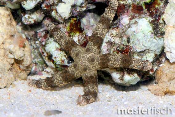 taxonomic tree strafish