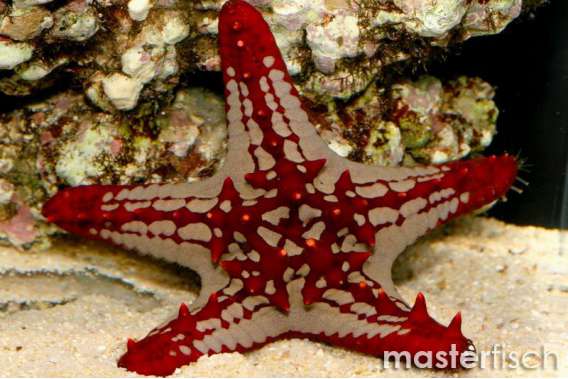 General red starfish