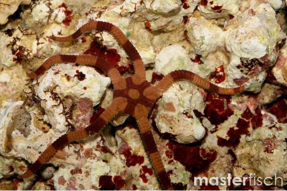 Zebra brittle starfish