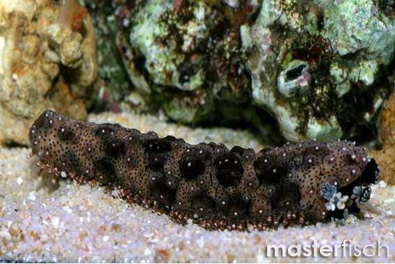 donkey dung sea cucumber