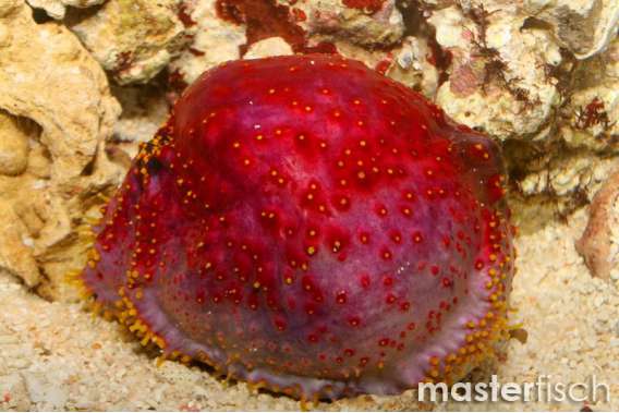 Sea Apple