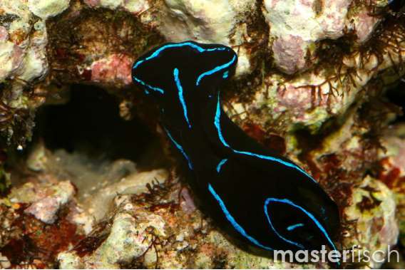 Blue-lined Sandflat Snail