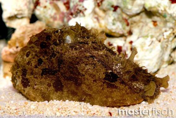 Green Sea Hare