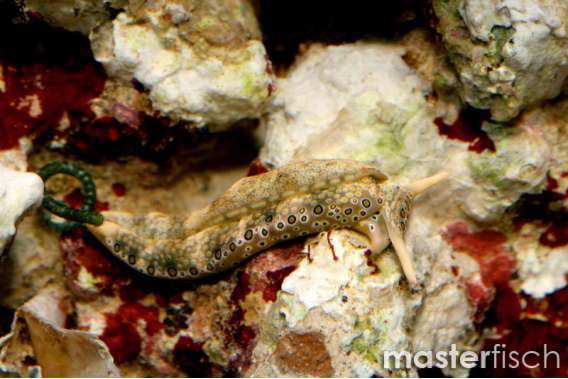 Detritus feeding sediment Slug