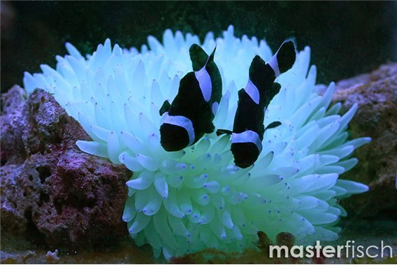 Black Ocellaris full black (bred) + anemone