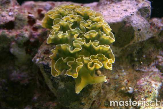 Lettuce Nudibranch