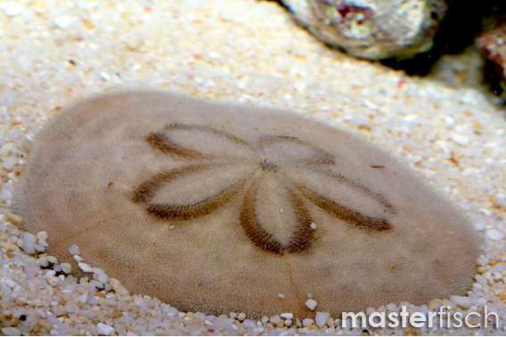 Sand Dollar