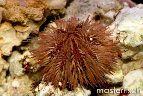 Black short spine sea urchin