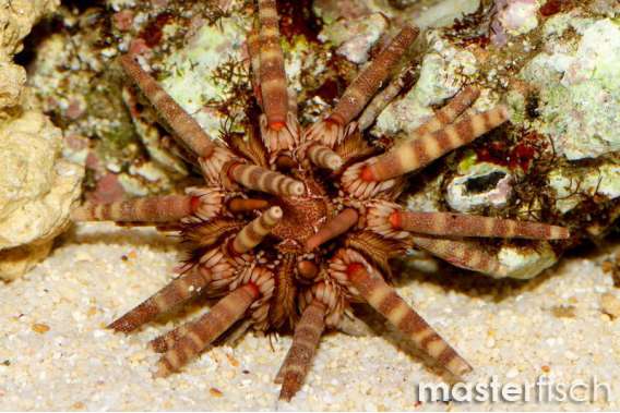 pencil sea urchin