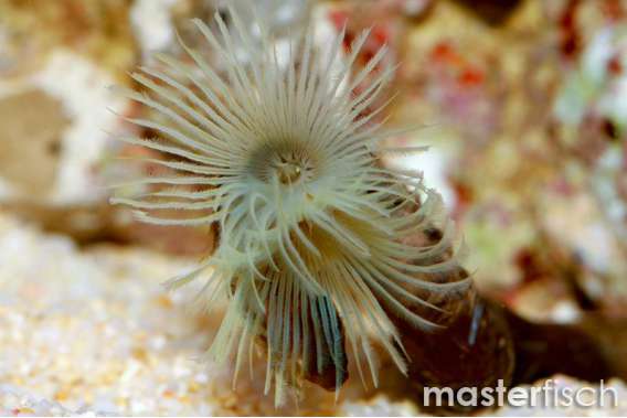 Yellow featherworm