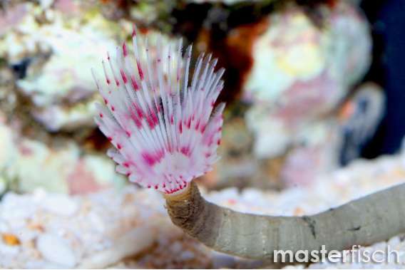 Pink featherworm