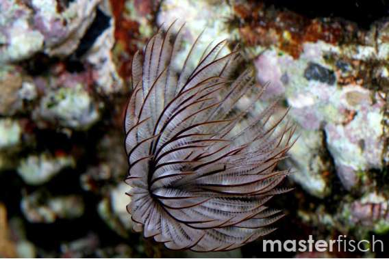 Large Tubeworm