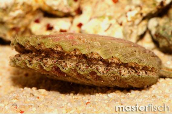 Thorny Oyster