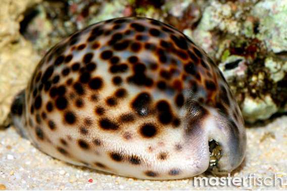 Tiger Cowrie
