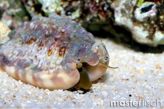 Spiny Strombus Conch