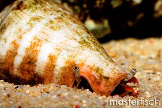 Orange-lip Conch