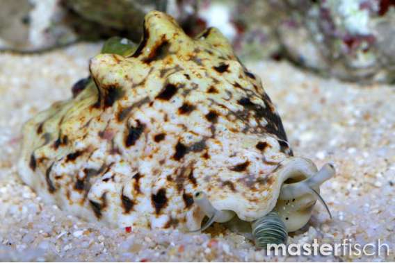 Strombus Conch