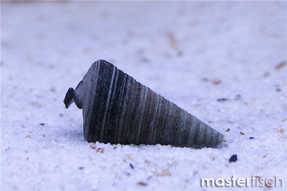 Mud Whelk