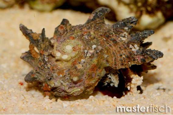 Spiny Top Shell