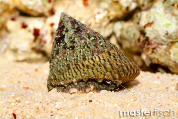 Histrio grazer