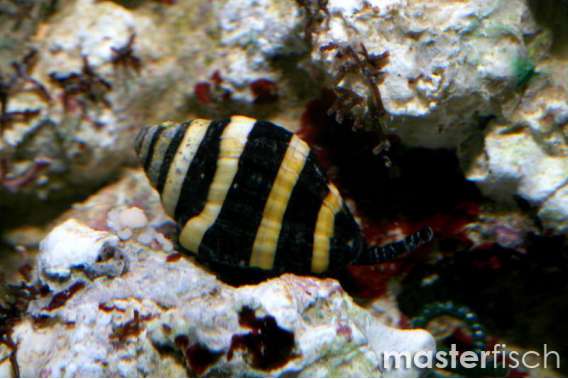 Bumblebee Snails