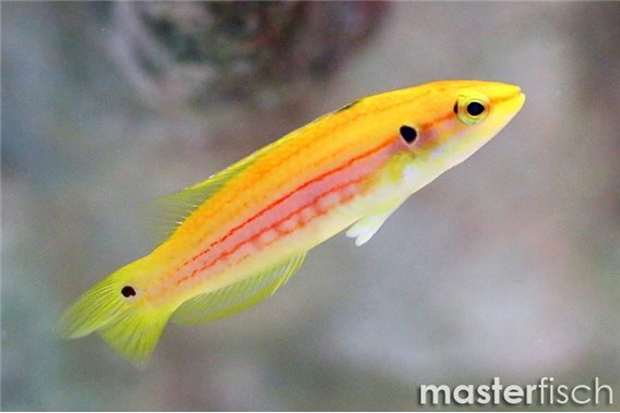 Saddleback Hogfish
