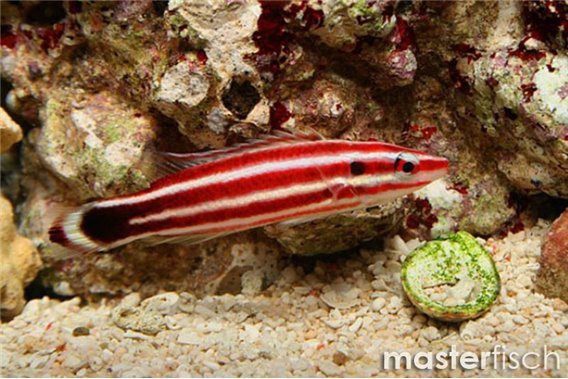 Peppermint Candy Can Hogfish