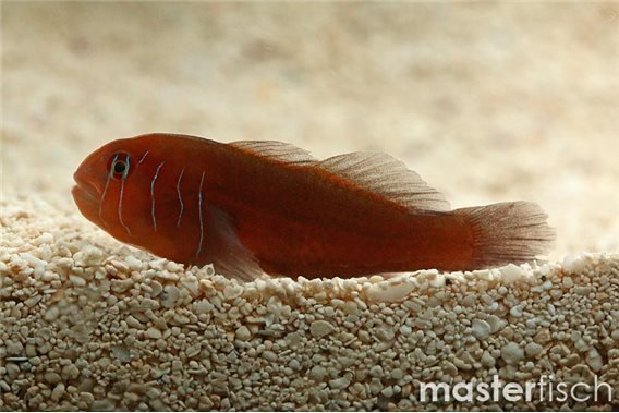 Five-lined Coral Goby