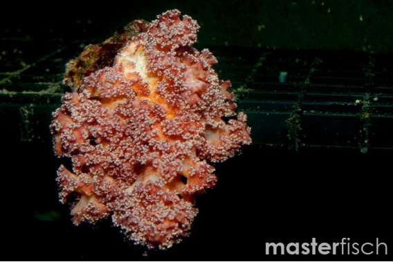 Dendronephtya rubeola (cultured)