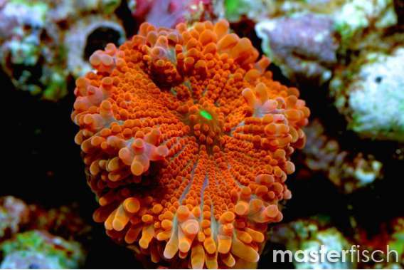 Bright red disc mushroom