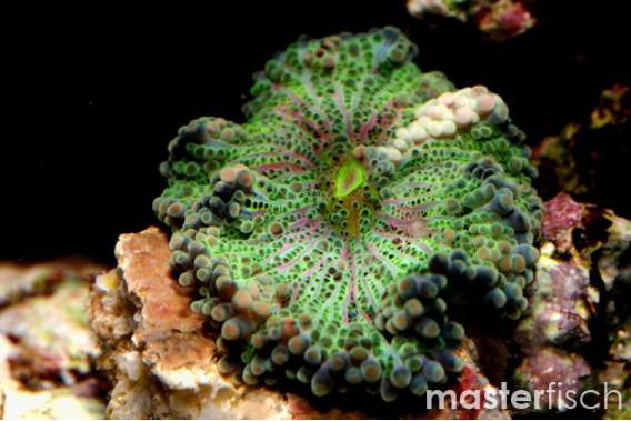 Bright green disc mushroom