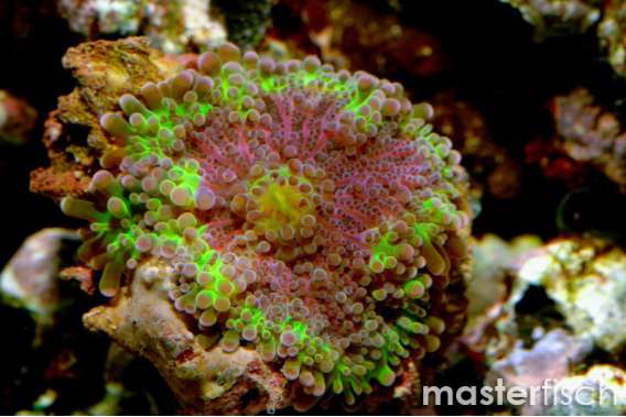 Orange/Pink Disc Mushroom