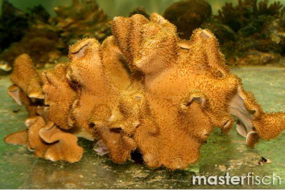 Leather coral Glocum