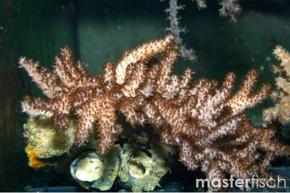 Finger Leather Coral Brassica
