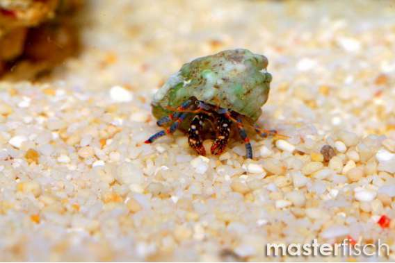 Equal hermit crab