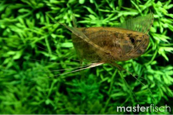 Butterfly Fish