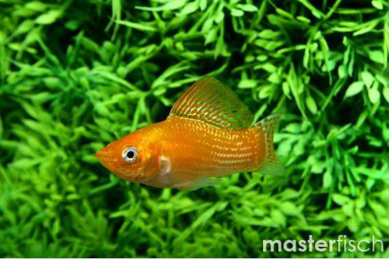 saffron Molly
