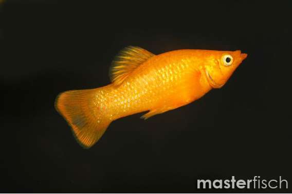 Golden Molly