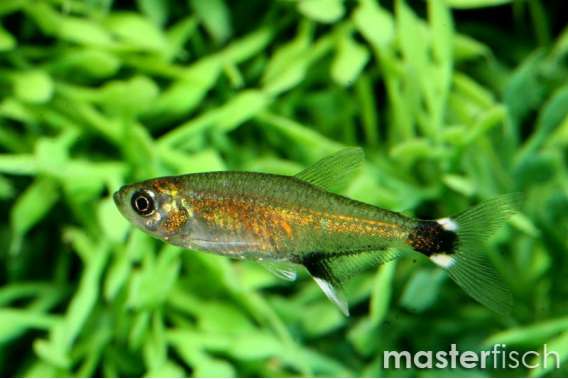 Dawn Tetra / White-Spotted Tetra