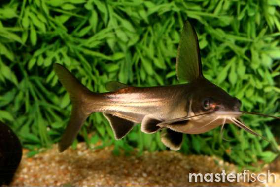 columbian shark catfish
