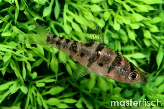 Boomerang Barb