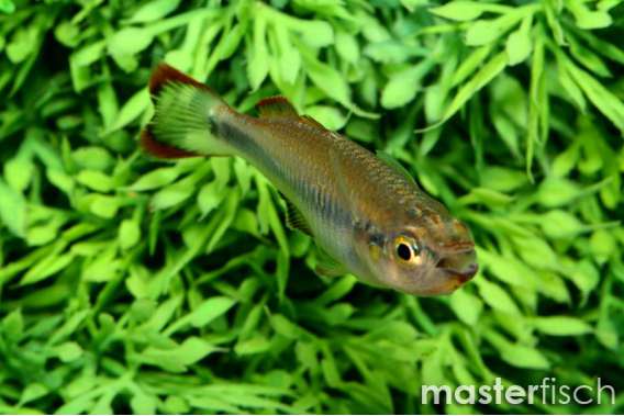Madagascar Rainbow
