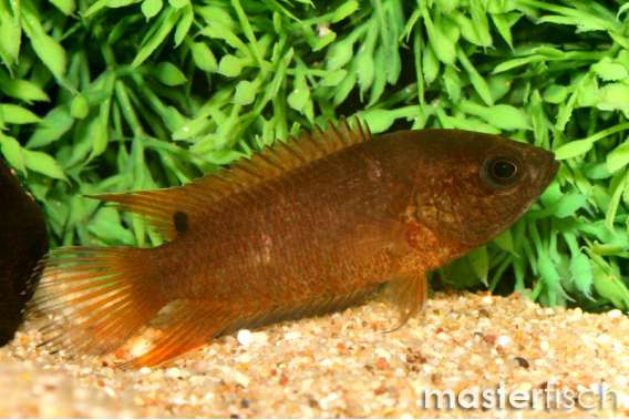 Red Fin Gourami