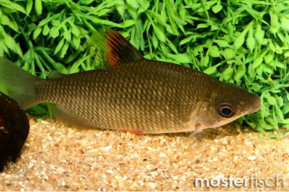 Distichodus affinis