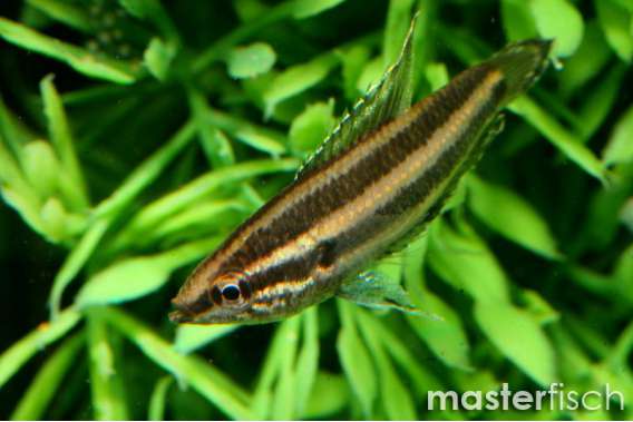 licorice Dwarf Gourami (Parosph. deissneri)