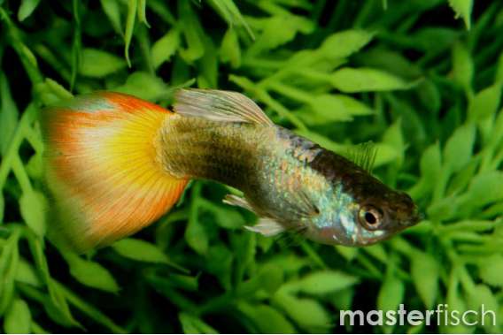 Sunset Flame Diamond Guppy