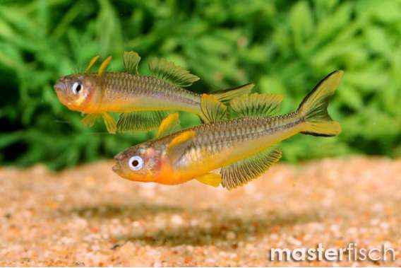 Forktail Blue-eye