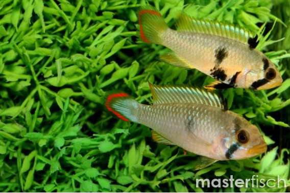 Apistogramma panduro