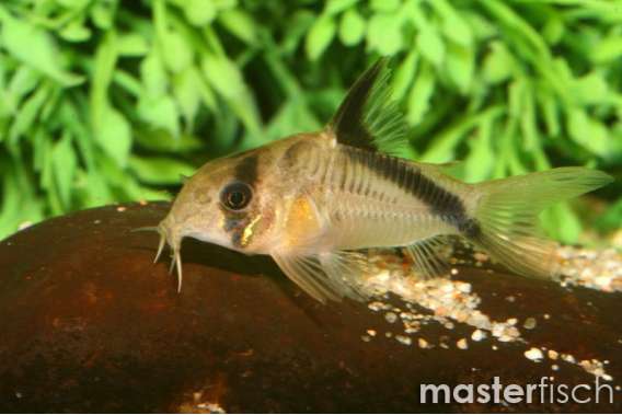 Corydoras Bandit