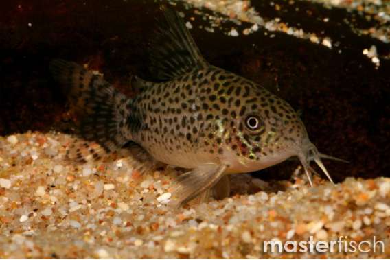 Similis Corydoras